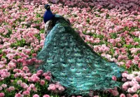 Quebra-cabeça Peacock and flowers