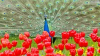 Jigsaw Puzzle Peacock and flowers