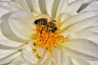 Rätsel Bee