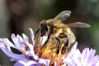 Пазл Пчела