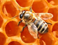 Пазл Пчела