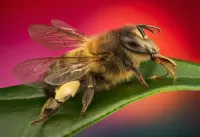 Slagalica Bee