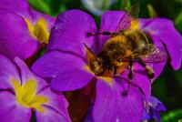 Bulmaca Bee on primrose