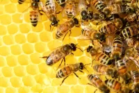 Quebra-cabeça Bees