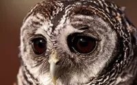 Quebra-cabeça Sad owl