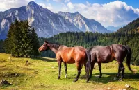 Rompecabezas Landscape with horses