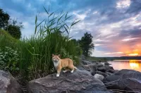 Слагалица Landscape with cat