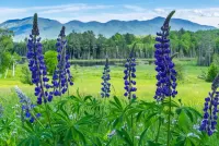 Jigsaw Puzzle Landscape with lupins