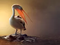 Rompicapo Pelikan