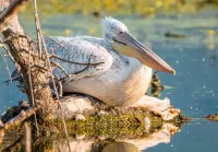 Jigsaw Puzzle Pelican