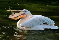 Quebra-cabeça Pelican