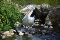 Zagadka Pelican on the rocks