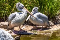 Jigsaw Puzzle Pelican couple