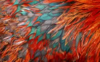 Jigsaw Puzzle Feather texture