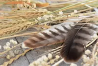 Bulmaca Feathers and spikes
