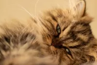 Zagadka Persian cat