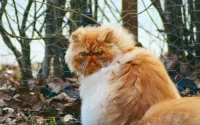 パズル Persian cat