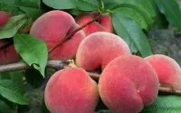 パズル Peaches