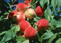 Bulmaca Peach orchard