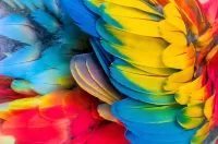 Puzzle parrot feathers