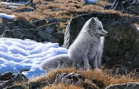 Rompecabezas arctic fox