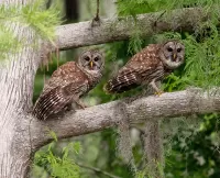 Puzzle Great Gray Owl