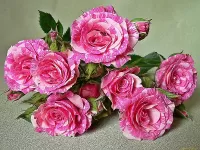 Slagalica Pestrie rozi