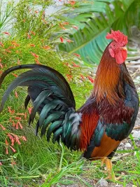 Zagadka Cock
