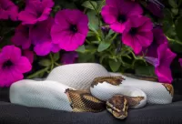 Bulmaca Petunias and Python