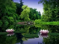 Puzzle Scene with waterlily