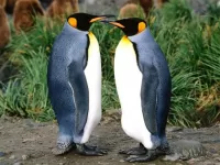 Quebra-cabeça penguins