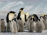 Puzzle Pingvini