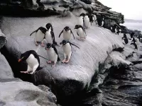 Quebra-cabeça pingvini