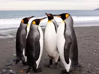 Пазл Пингвины
