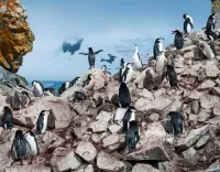 Zagadka Penguins on the rocks