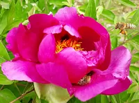 Jigsaw Puzzle Peony and bee