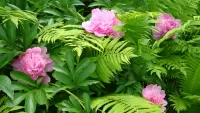 Jigsaw Puzzle Peonies and fern
