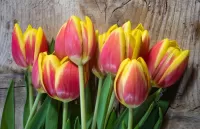Rompecabezas Fiery tulips