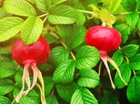 Jigsaw Puzzle Rose hips