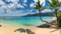 Jigsaw Puzzle Beach and palm trees