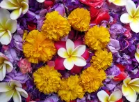 Jigsaw Puzzle Plumeria and marigolds