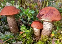 Quebra-cabeça Aspen mushrooms