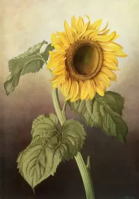 Puzzle Sunflower.