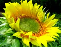 Rompicapo Sunflower