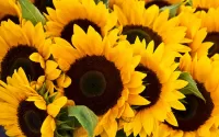 Rompecabezas Sunflower