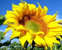 Slagalica Sunflower