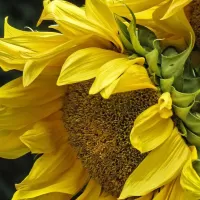 パズル Sunflower