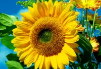 Puzzle Sunflower
