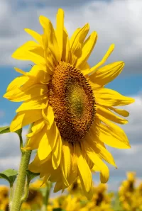 パズル Sunflower