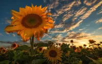 Jigsaw Puzzle Sunflower and clouds